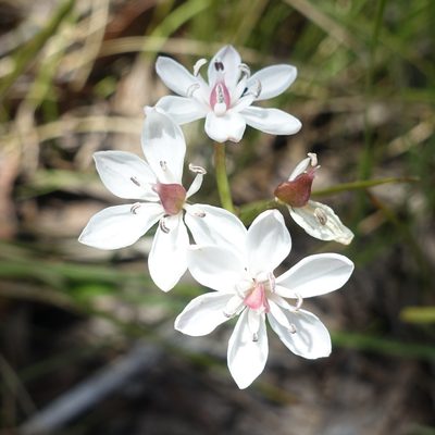 Burchardia umbellata, photographed by yatesy