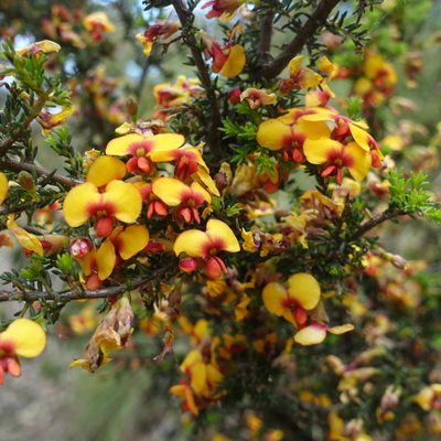 Dillwynia phylicoides, photographed by yatesy