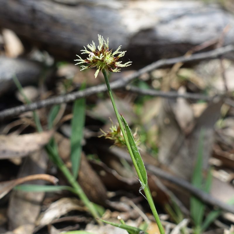 Luzula meridionalis, photographed by yatesy