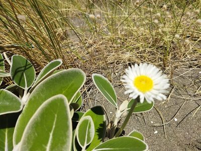 Pachystegia insignis, photographed by Paul Bell-Butler