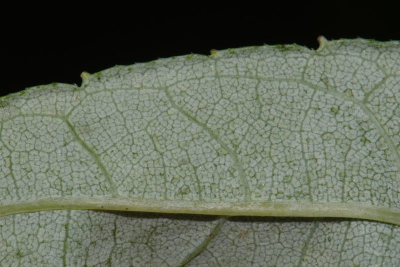 Helianthus eggertii, photographed by Brian Finzel