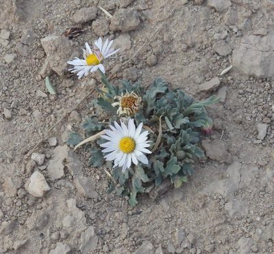 Aphanostephus ramosissimus, photographed by Bob Nieman