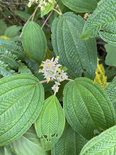 Miconia subseriata, photographed by Emily Franzen
