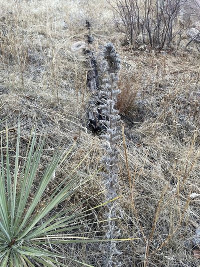 Oreocarya virgata, photographed by Stephen Hornbeck