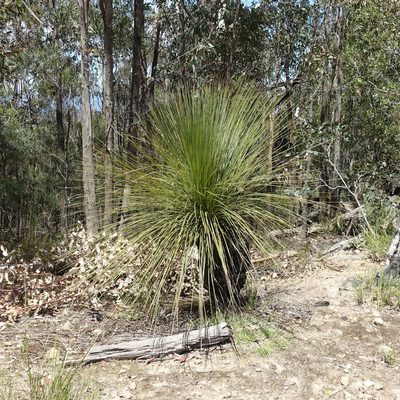 Xanthorrhoea australis, photographed by yatesy