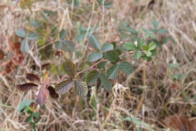 Rubus cuneifolius, photographed by Violet T.