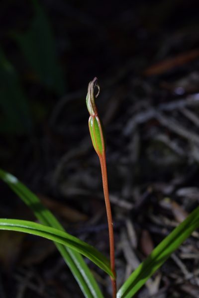 Pterostylis irwinii, photographed by Christopher Stephens