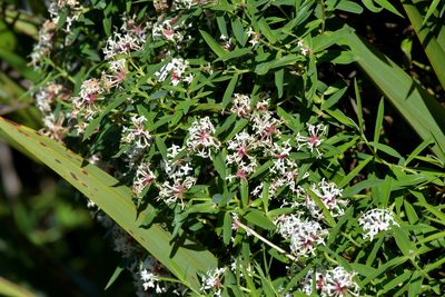 Pimelea longifolia, photographed by Christopher Stephens