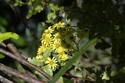 Brachyglottis laxifolia, photographed by Christopher Stephens