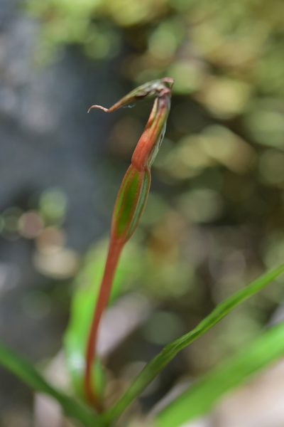 Pterostylis irwinii, photographed by Christopher Stephens