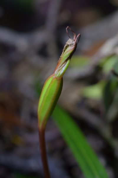Pterostylis irwinii, photographed by Christopher Stephens