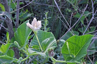 Lagenaria siceraria, photographed by Hugo Hulsberg