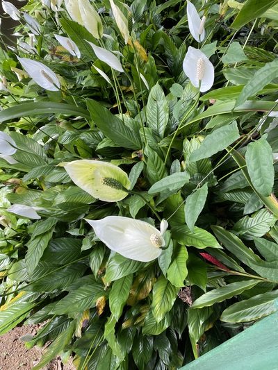 Spathiphyllum wallisii, photographed by Emily Franzen