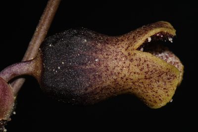 Asarum contractum, photographed by Brian Finzel