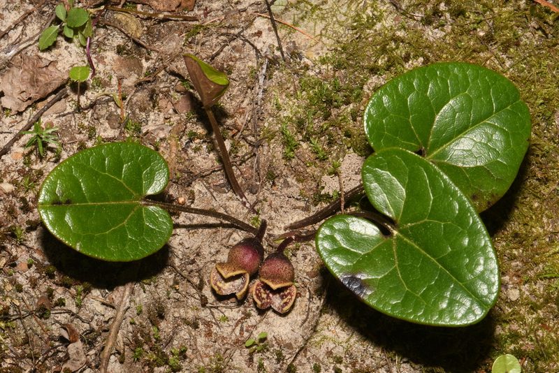 Asarum contractum, photographed by Brian Finzel