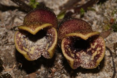 Asarum contractum, photographed by Brian Finzel