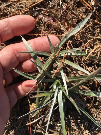 Pityopsis aspera, photographed by Becky Dill
