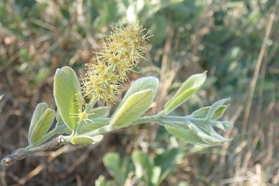 Combretum molle, photographed by Andrew Deacon