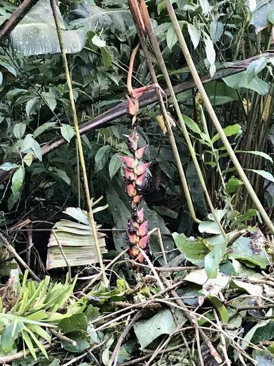 Heliconia pogonantha, photographed by Rose Zappa