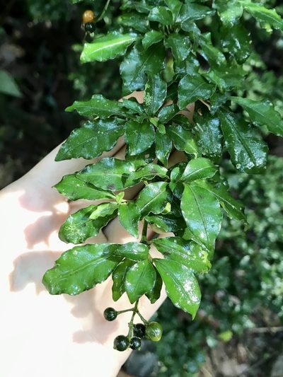 Psychotria biaristata, photographed by Rose Zappa