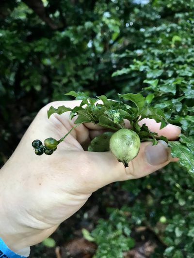 Psychotria biaristata, photographed by Rose Zappa