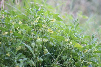 Physalis viscosa, photographed by demianlescano