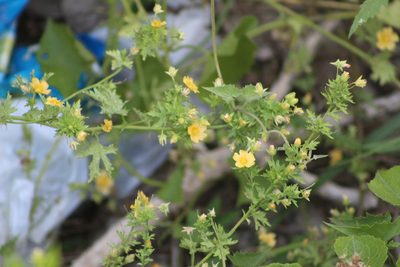 Modiolastrum malvifolium, photographed by demianlescano