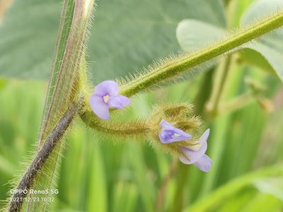 Calopogonium mucunoides, photographed by Ong Jyh Seng