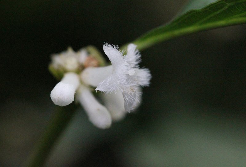 Lasianthus fordii, photographed by Agnes Trekker