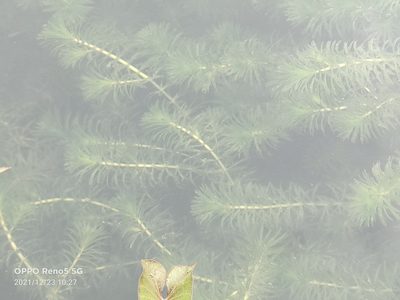 Hydrilla verticillata, photographed by Ong Jyh Seng