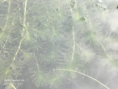 Hydrilla verticillata, photographed by Ong Jyh Seng