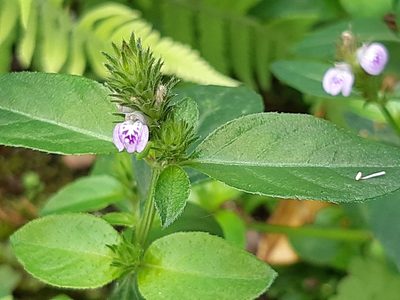 Justicia procumbens, photographed by 林嘉恩
