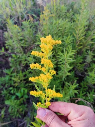 Solidago leavenworthii, photographed by Scott Allen Davis