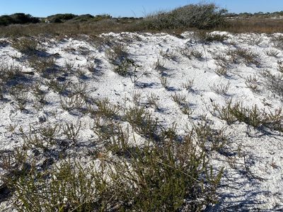 Hypericum tenuifolium, photographed by Daniel McNair
