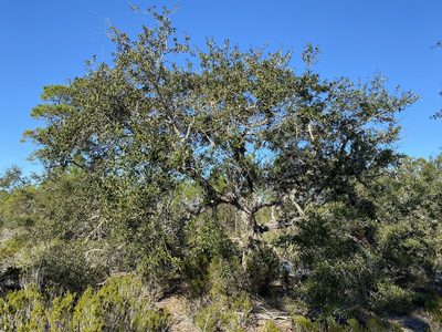 Quercus geminata, photographed by Daniel McNair