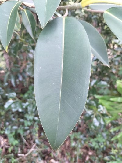 Ficus watkinsiana, photographed by Matthew Borella
