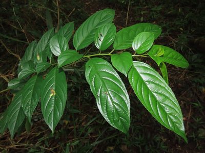 Rhamnus formosana, photographed by chiuluan