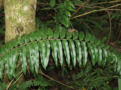Nephrolepis biserrata, photographed by chiuluan