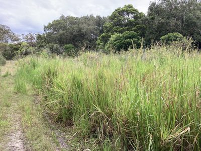 Setaria sphacelata, photographed by Thomas Mesaglio