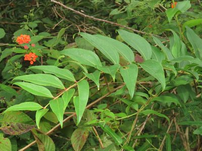 Coriaria intermedia, photographed by chiuluan