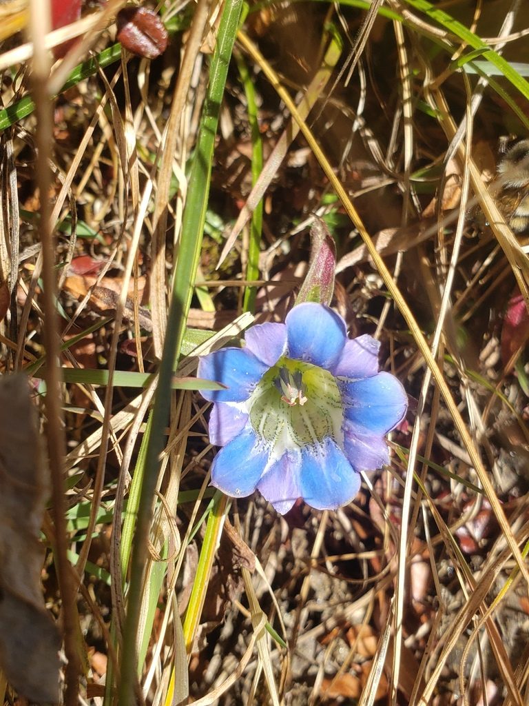 Gentiana depressa, photographed by Shaan Aroeste
