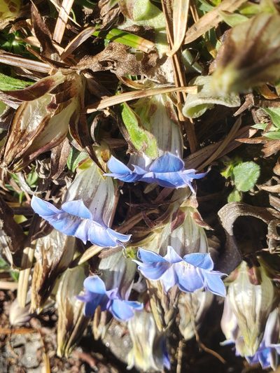 Gentiana depressa, photographed by Shaan Aroeste