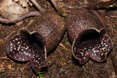 Asarum shuttleworthii, photographed by Brian Finzel