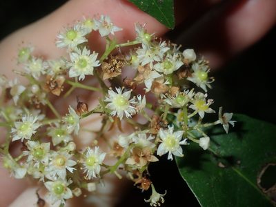 Schizomeria ovata, photographed by Thomas Mesaglio