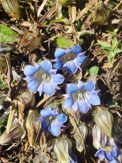 Gentiana depressa, photographed by Shaan Aroeste