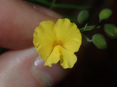 Gompholobium pinnatum, photographed by Thomas Mesaglio