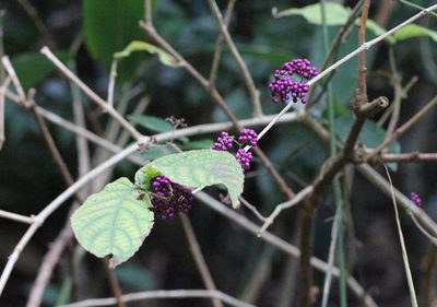 Callicarpa cathayana, photographed by Agnes Trekker