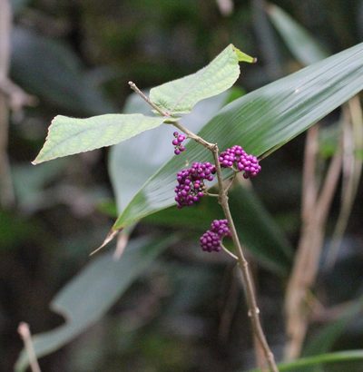 Callicarpa cathayana, photographed by Agnes Trekker