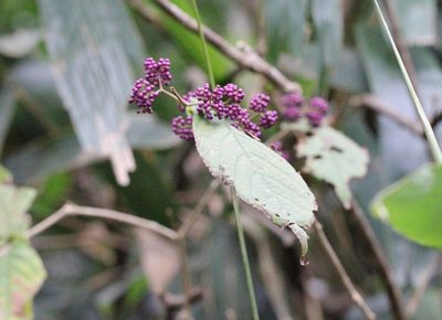 Callicarpa cathayana, photographed by Agnes Trekker