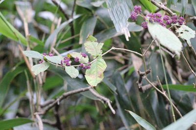 Callicarpa cathayana, photographed by Agnes Trekker